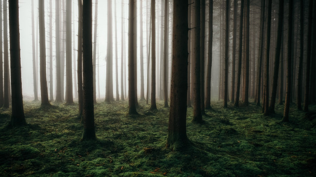 Forest trees green grass foggy free wallpaper - medium preview image