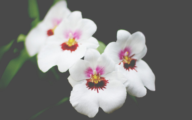 White flower red center green #2 free wallpaper - medium preview image