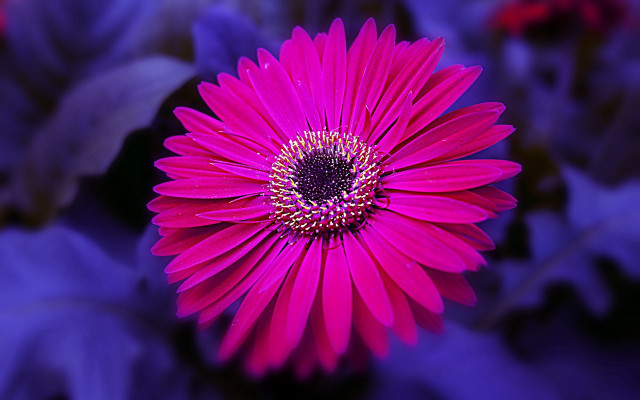 Pink flower purple center bokeh free wallpaper - medium preview image
