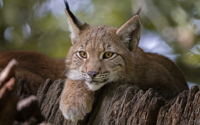 Lynx serious look tree stump free wallpaper - medium preview image