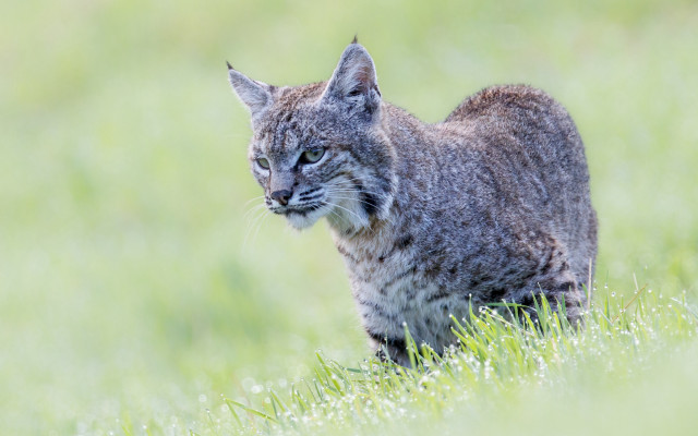 Cat grassy field nature photography free wallpaper - medium preview image