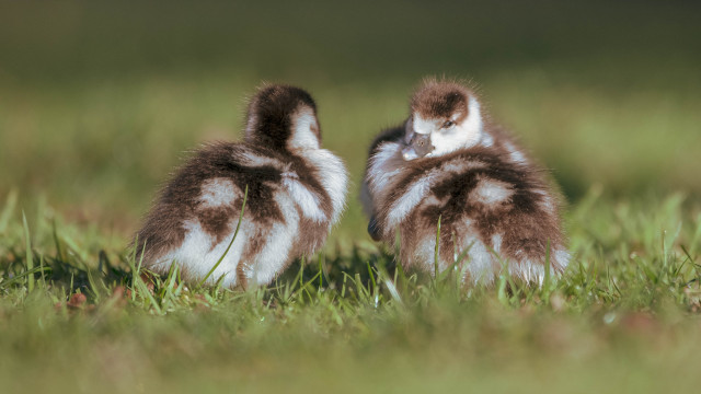 Two birds in grass sun free wallpaper - medium preview image