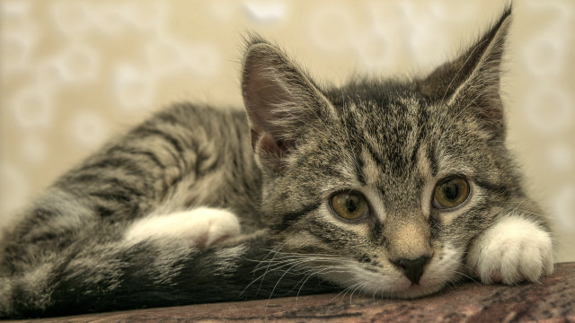 Cat couch pillow open eyes free wallpaper - medium preview image