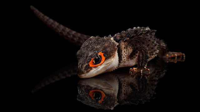Small lizard orange eyes reflection free wallpaper - medium preview image