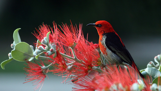Bird flower branch green leaves free wallpaper - medium preview image