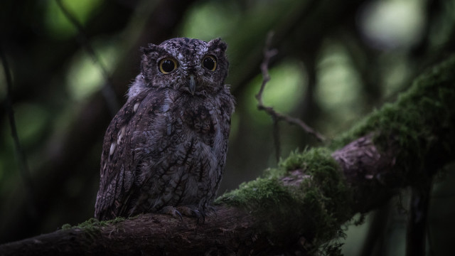 Small owl mossy branch forest free wallpaper - medium preview image