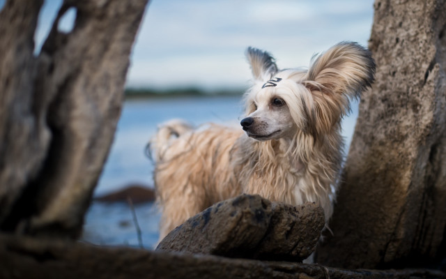 Dog rock water tree photorealism free wallpaper - medium preview image
