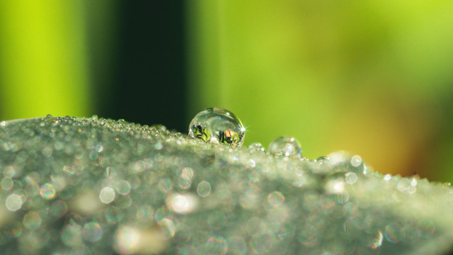 Dew covered object green grass free wallpaper - medium preview image