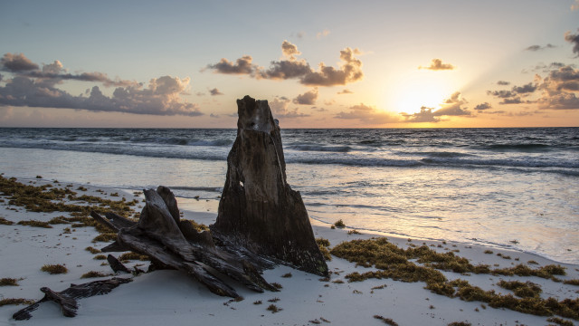 Tree stump beach sunset clouds free wallpaper - medium preview image