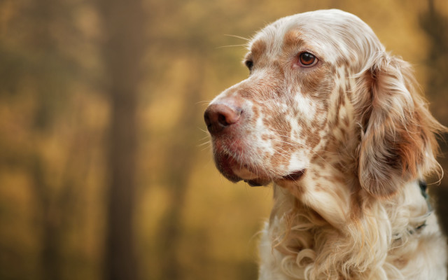 Dog white brown coat trees free wallpaper - medium preview image