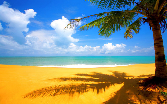Palm tree shadow beach blue #8 free wallpaper - medium preview image