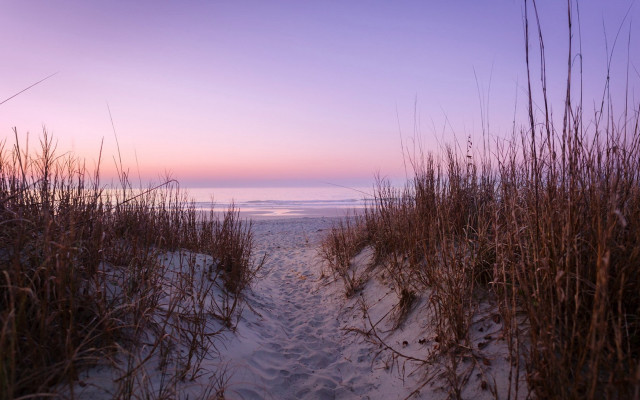 Beach path tall grass pink free wallpaper - medium preview image
