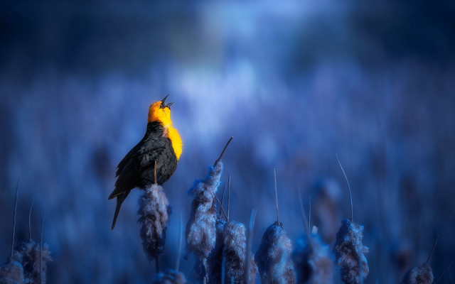 Yellow headed bird branch blue free wallpaper - medium preview image