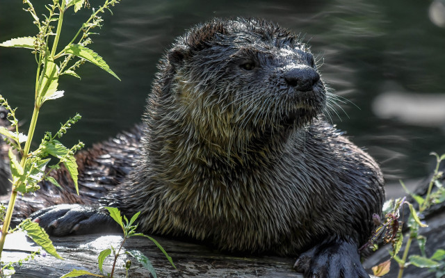 Wet otter log lake plant free wallpaper - medium preview image