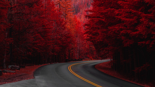 Red forest road bench autumn free wallpaper - medium preview image
