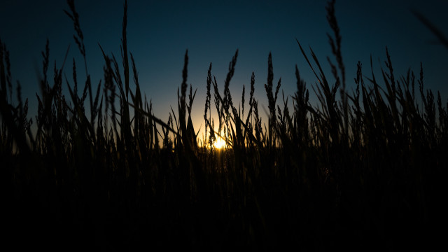 Sunset tallgrass darksky fullmoon clouds free wallpaper - medium preview image