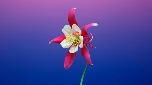 White flower blue pink background free wallpaper - medium preview image