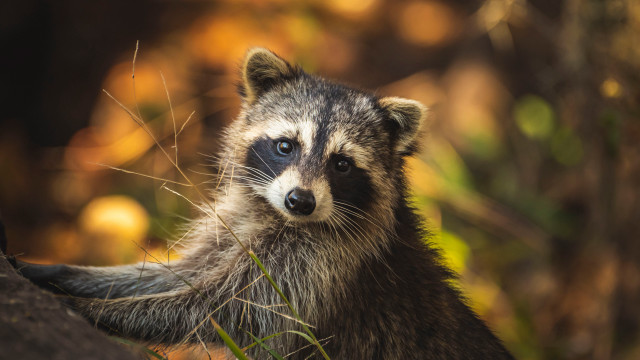 Raccoon grass blurry background photorealistic free wallpaper - medium preview image