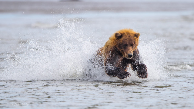 Brown bear running water fish free wallpaper - medium preview image