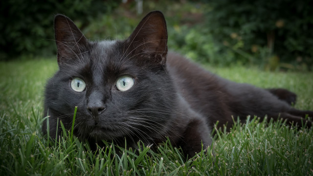 Curious black cat green eyes free wallpaper - medium preview image