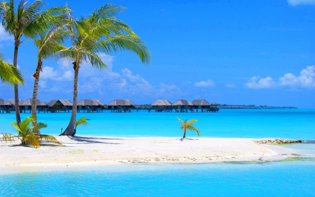 Beach palm trees hut blue free wallpaper - medium preview image