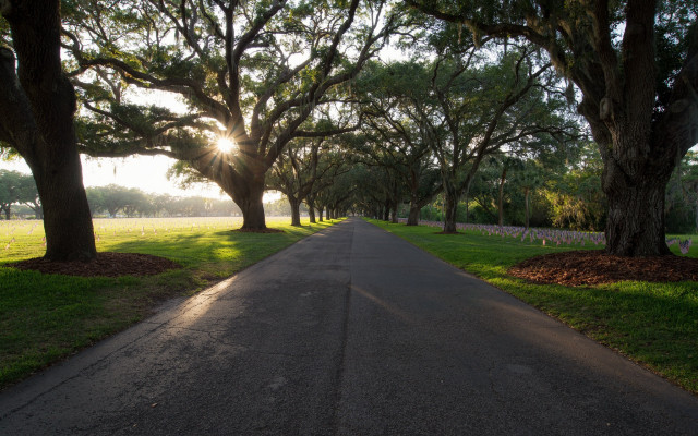 Tree road grass nature sunlight free wallpaper - medium preview image