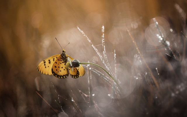 Butterfly grass rain dew macro free wallpaper - medium preview image