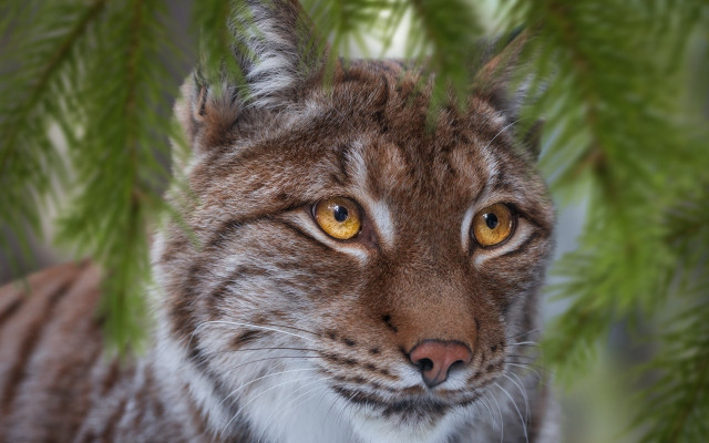 Cat yellow eyes tree branch #2 free wallpaper - medium preview image