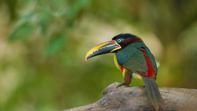 Colorful bird branch blurry background #2 free wallpaper - medium preview image