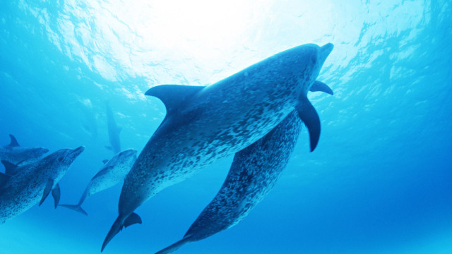 Dolphins underwater sunlight ocean bubble free wallpaper - medium preview image
