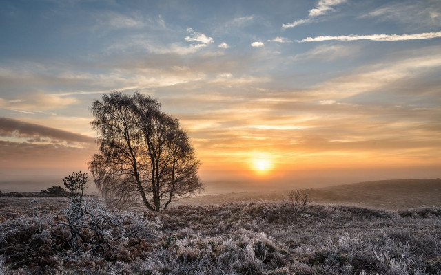 Sunset tree field clouds horizon free wallpaper - medium preview image