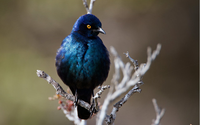 Blue bird sitting on branch free wallpaper - medium preview image