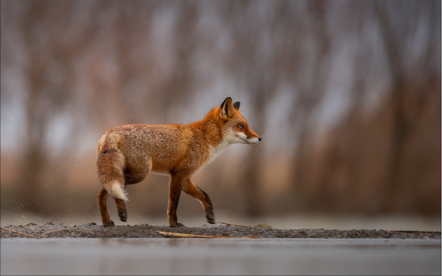 Red fox walking wet ground free wallpaper - medium preview image