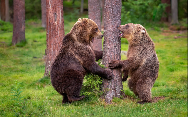 Brownbears playing woods nature outdoors free wallpaper - medium preview image