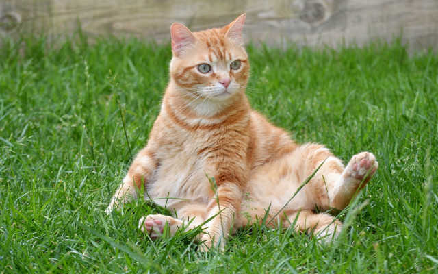 Sad cat grass outdoors blurry #2 free wallpaper - medium preview image