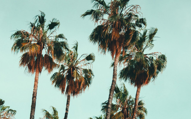 Palm trees blue sky birds free wallpaper - medium preview image