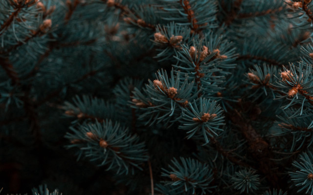 Pine needle cone bokeh nature free wallpaper - medium preview image