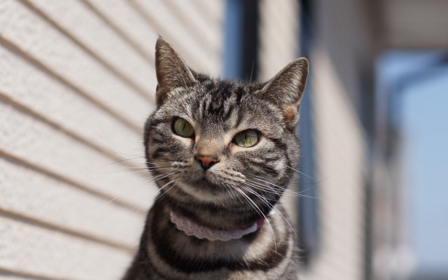 Cat collar building blue sky free wallpaper - medium preview image