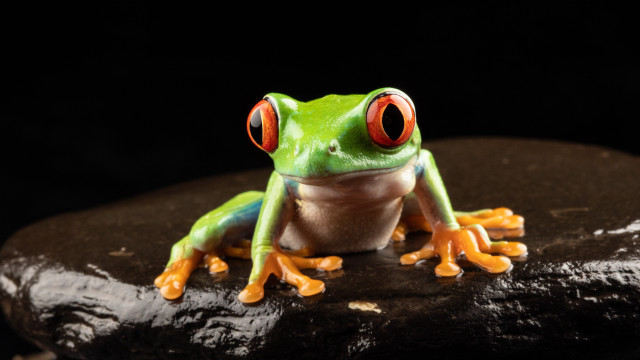 Red eyed frog rock macro free wallpaper - medium preview image