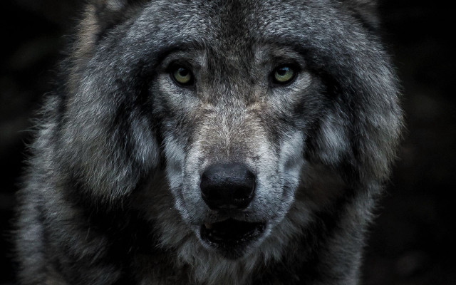 Wolf whiteface blackeyes sadlook naturalism free wallpaper - medium preview image