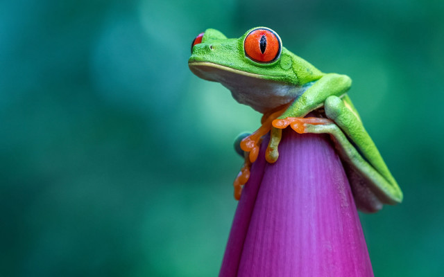 Frog red eyes purple flower free wallpaper - medium preview image