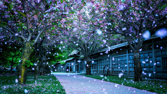 Walkway trees flowers rain architecture free wallpaper - medium preview image