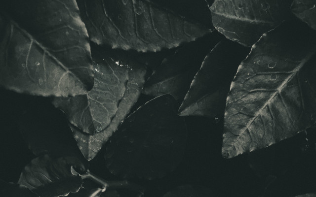 Leafy plant water drops monochrome free wallpaper - medium preview image