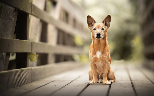 Dog sitting wooden bench park free wallpaper - medium preview image