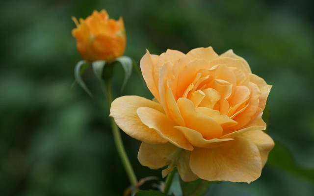 Yellow rose garden macro blurry free wallpaper - medium preview image