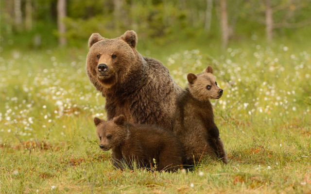 Mother bear cubs autumn field free wallpaper - medium preview image