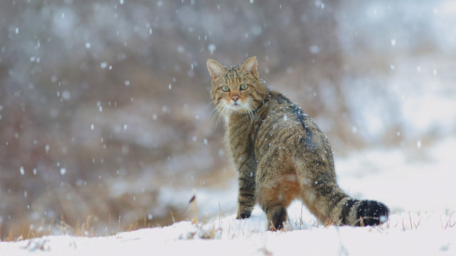 Cat snow winter tree blurry free wallpaper - medium preview image