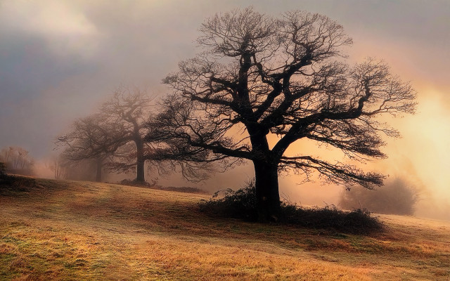 Tree fog sunbeam nature matte free wallpaper - medium preview image