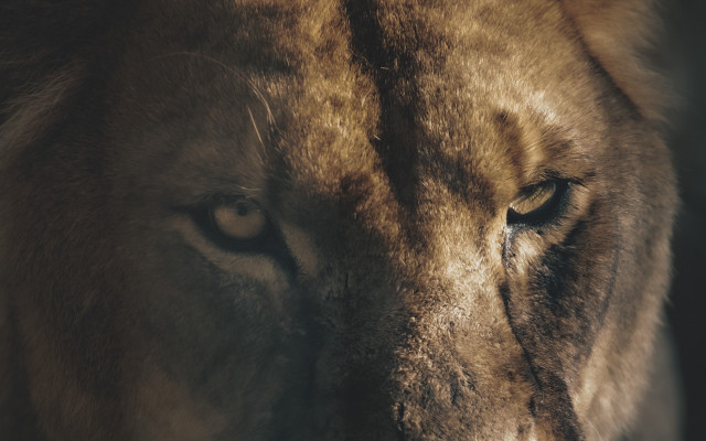 Lion closeup eyefocus realistic animal free wallpaper - medium preview image