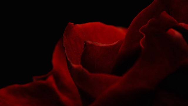 Red rose macro black background free wallpaper - medium preview image